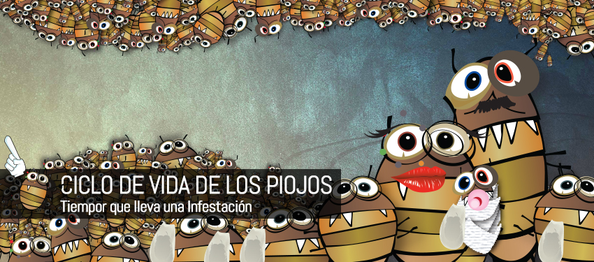 Representacion grafica del ciclo de vida de piojos y liendres