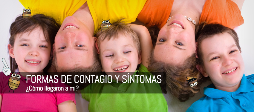 forma de contagio de los piojos